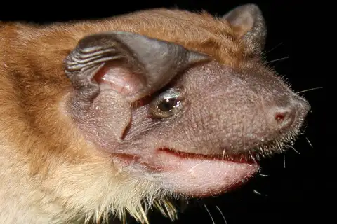 southern dog-faced bat
