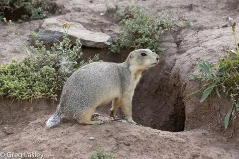 Gunnison's Prairie Dog