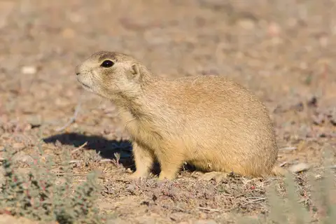 White-tailed Prairie Dog