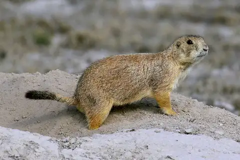 Mexican Prairie Dog