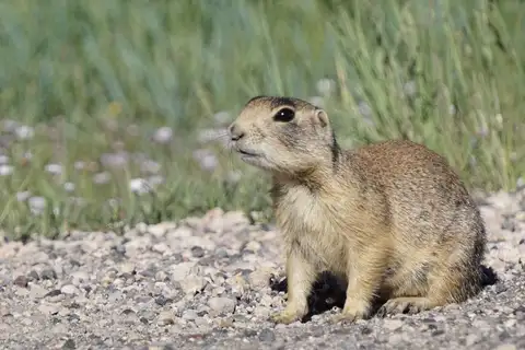 Utah Prairie Dog