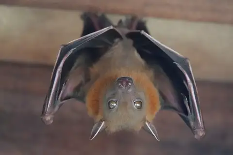Lesser Short-nosed Fruit Bat