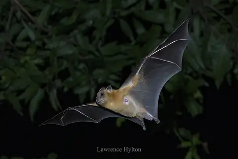 Greater Short-nosed Fruit Bat