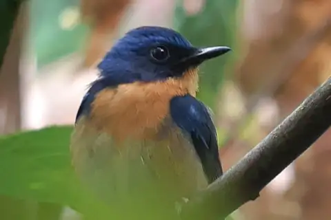 Javan Blue Flycatcher