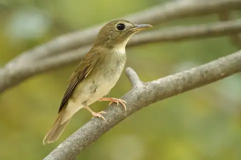 Brown-chested Jungle Flycatcher