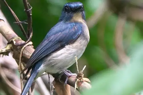 Rufous-breasted Blue Flycatcher