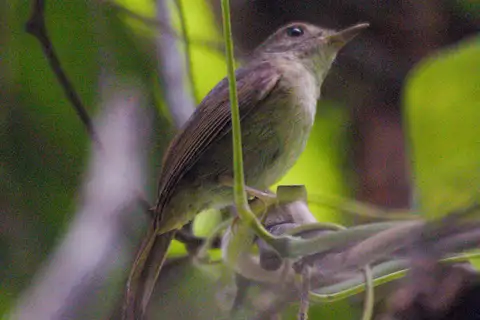 Sula Jungle Flycatcher