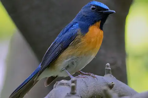 Chinese Blue Flycatcher