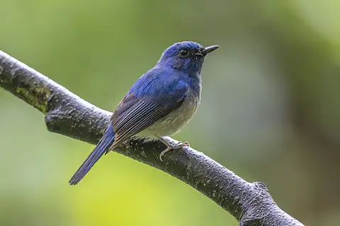 Hainan Blue Flycatcher