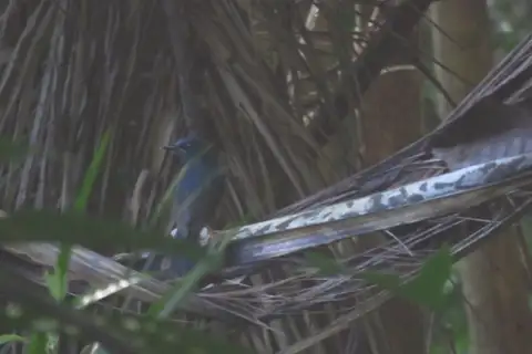 Blue-breasted Blue Flycatcher