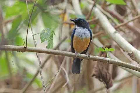 Kalao Blue Flycatcher