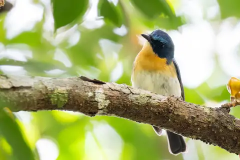 Palawan Blue Flycatcher
