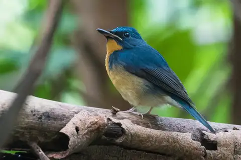 Large Blue Flycatcher