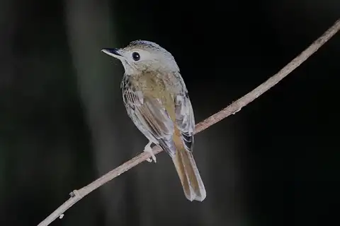 Nicobar Jungle Flycatcher