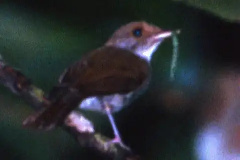 Sulu Jungle Flycatcher