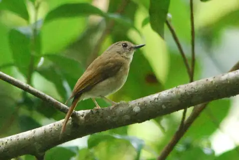 Fulvous-chested Jungle Flycatcher