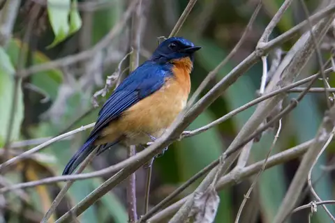 Sulawesi Blue Flycatcher