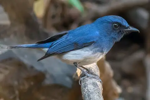 White-bellied Blue Flycatcher