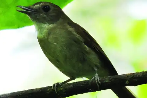 Banggai Jungle Flycatcher