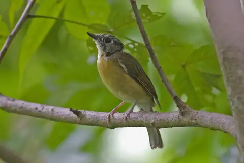 Pale-chinned Flycatcher