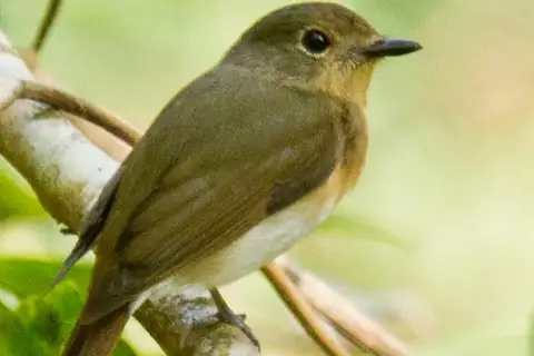 Blue-throated Flycatcher