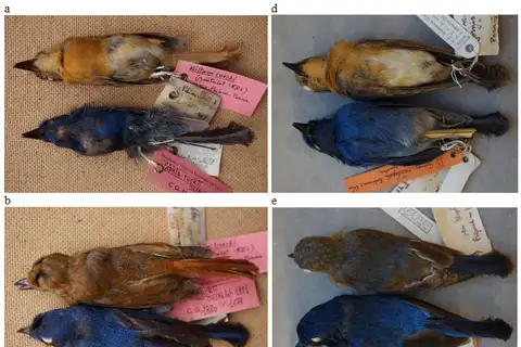 Rück's Blue Flycatcher