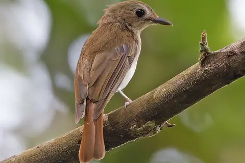 Philippine Jungle Flycatcher