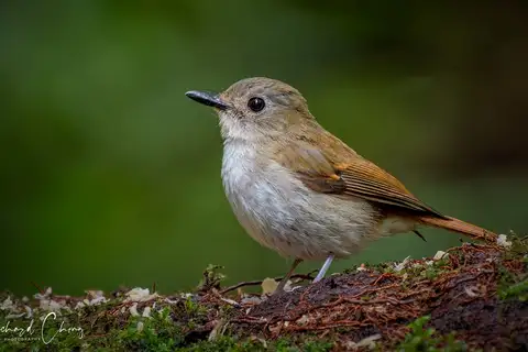 Crocker Jungle Flycatcher