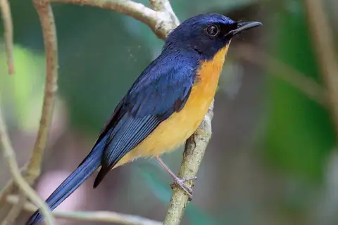 Mangrove Blue Flycatcher