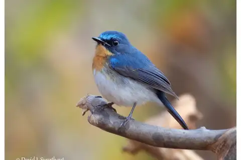 Indochinese Blue Flycatcher