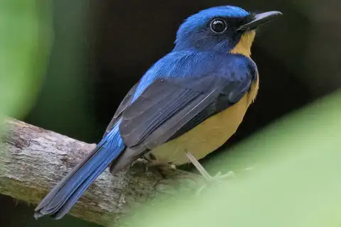 Bornean Blue Flycatcher
