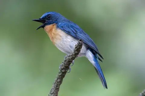 Tickell's Blue Flycatcher