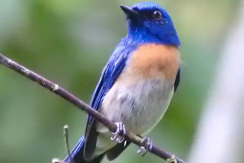 Malaysian Blue Flycatcher