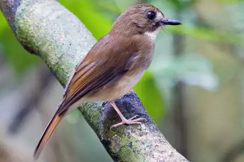 Grey-chested Jungle Flycatcher