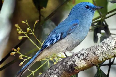 Pale Blue Flycatcher