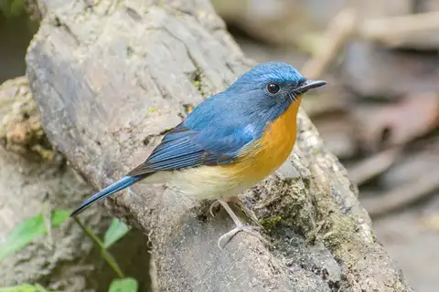 Hill Blue Flycatcher