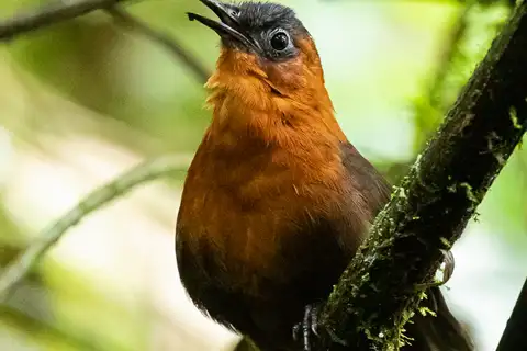 Northern Chestnut-breasted Wren
