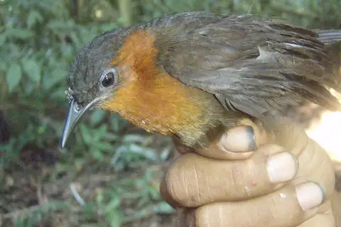 Southern Chestnut-breasted Wren