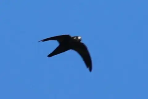 Spot-fronted Swift