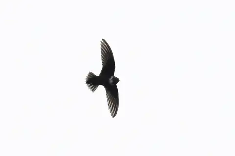 White-chested Swift