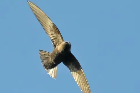 American Black Swift