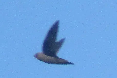 Rothschild's Swift