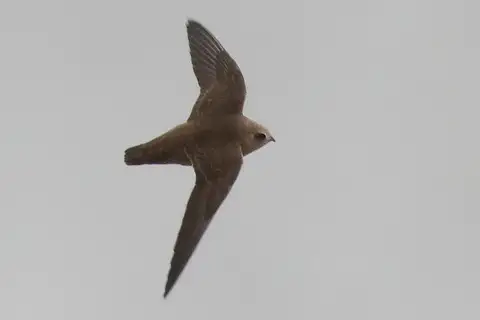 Great Dusky Swift