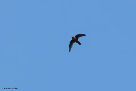 White-fronted Swift