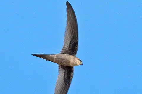 Asian Palm Swift