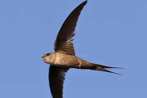 Malagasy Palm Swift