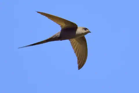 African Palm Swift