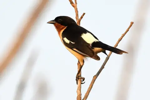 White-rumped Tanager