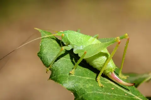 Shielded Oak Bush-cricket