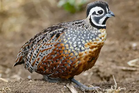 Ocellated Quail